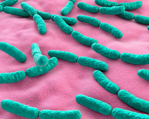 Lactobacillus casei